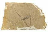 Conifer Needle (Sequoia) Fossil - McAbee, BC #262223-1